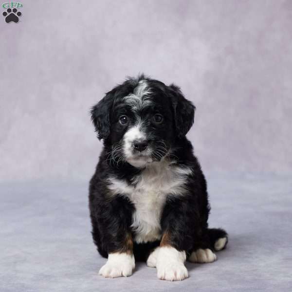 Ax, Mini Bernedoodle Puppy